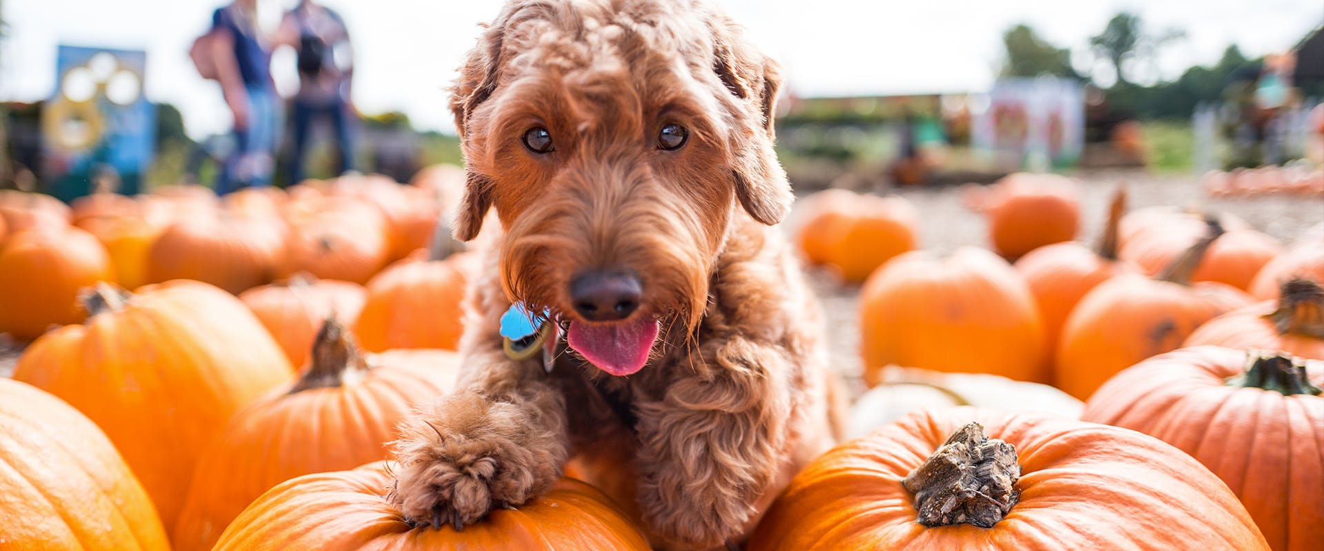 A dog sitting in a pumpkin patch