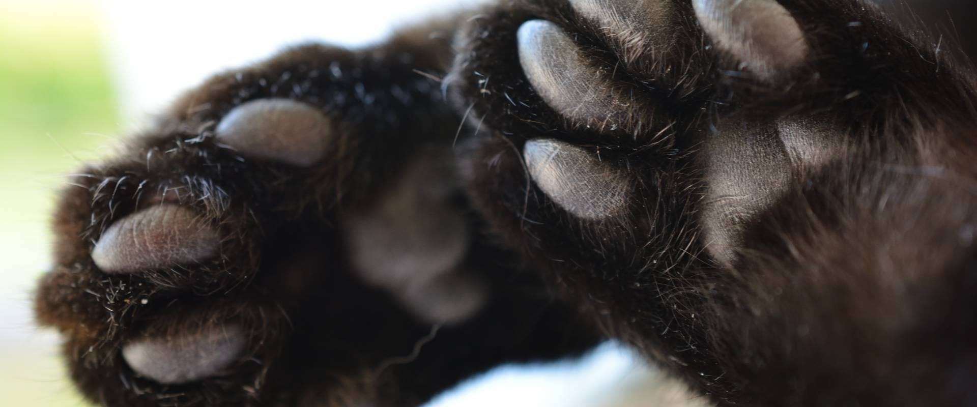 Black cat toe beans.
