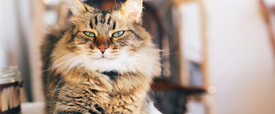 12 Lovable Large Cat Breeds