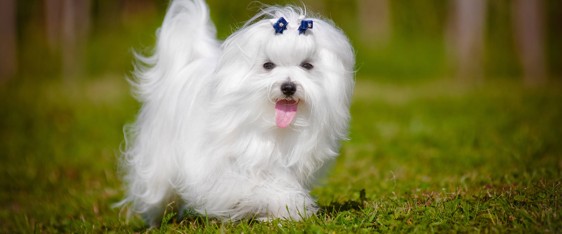 A Maltese dog wearing two blue clips to keep its fur away from its face
