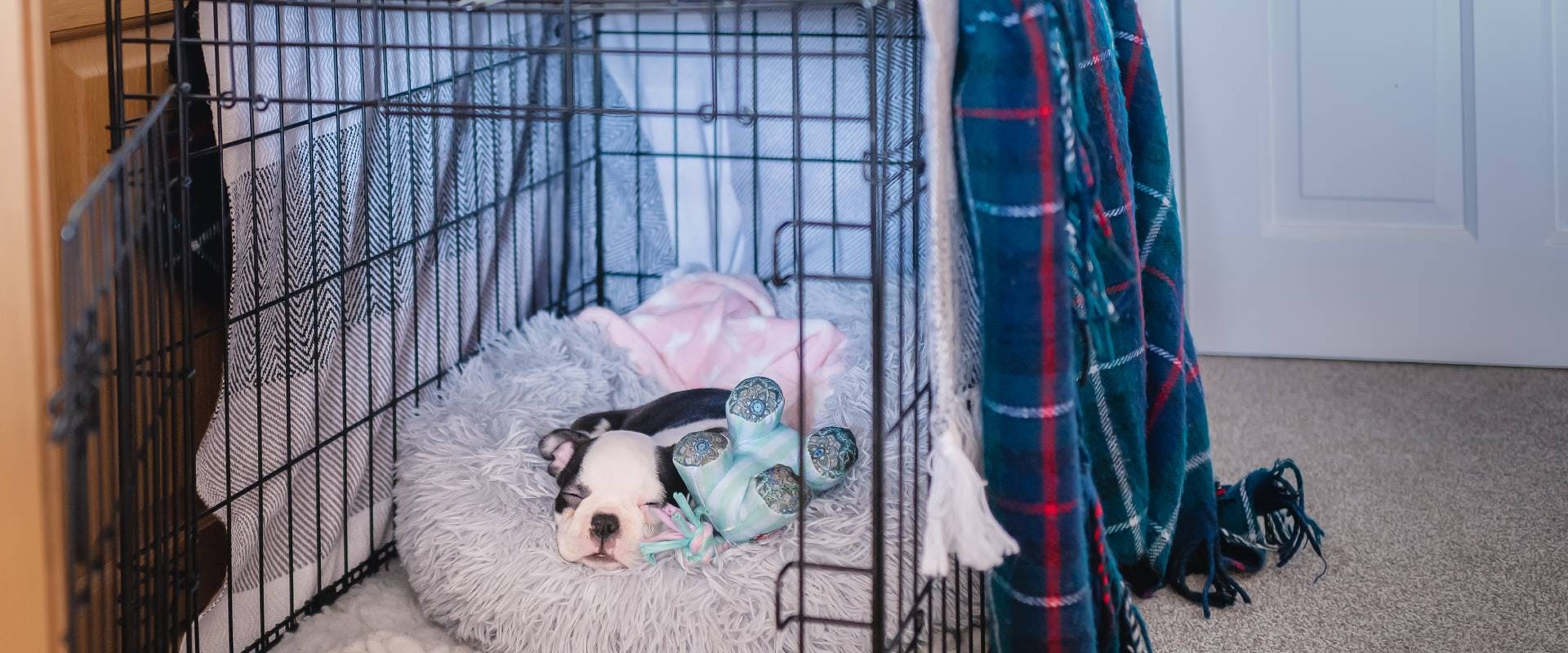 a young puppy sleeping in a comfy dog bed inside their crate next to a plush dog toy