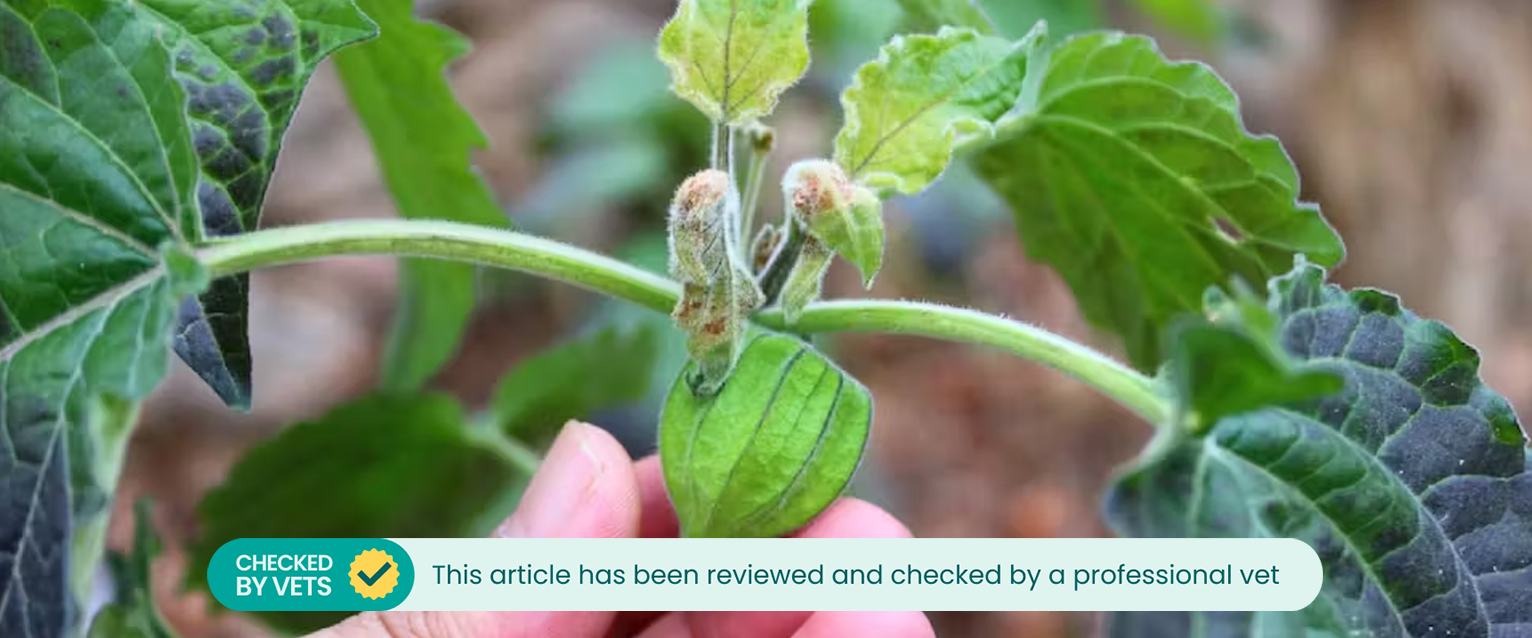 Physalis peruviana, is a South American plant native to Colombia, Ecuador and Peru in the nightshade family (Solanaceae)