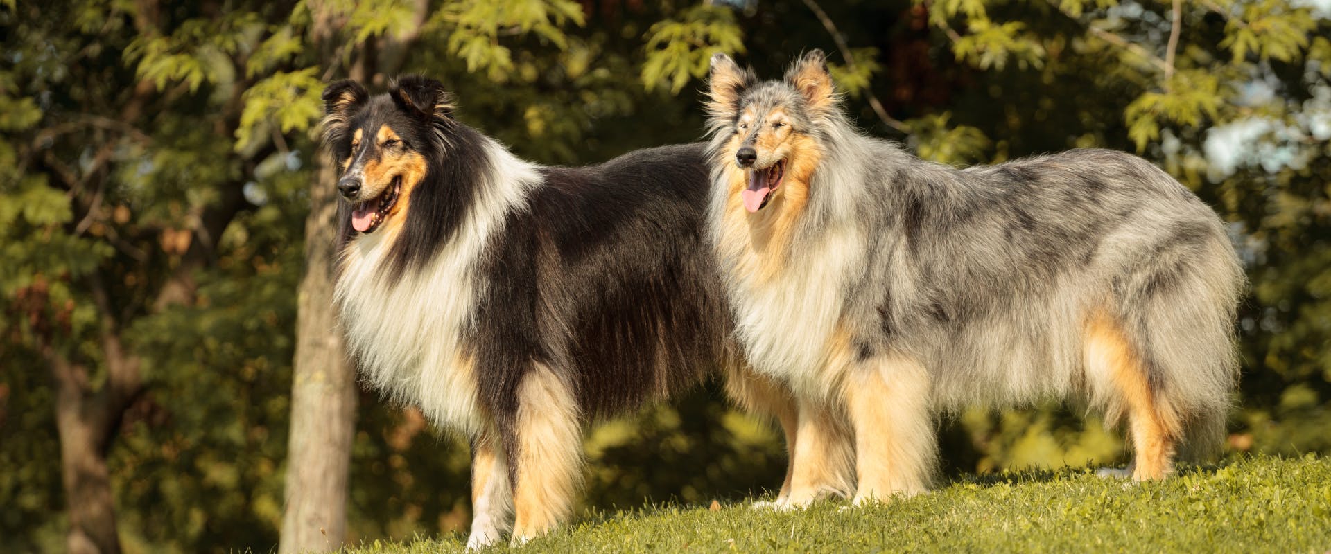 two rough collie dogs, one with a tri-colored coat and another with a blue merle coat, stood on a hill in a park