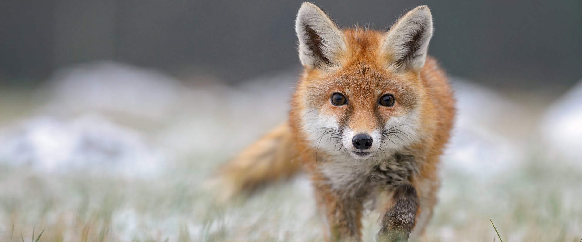 A fox walking through snow-covered grass