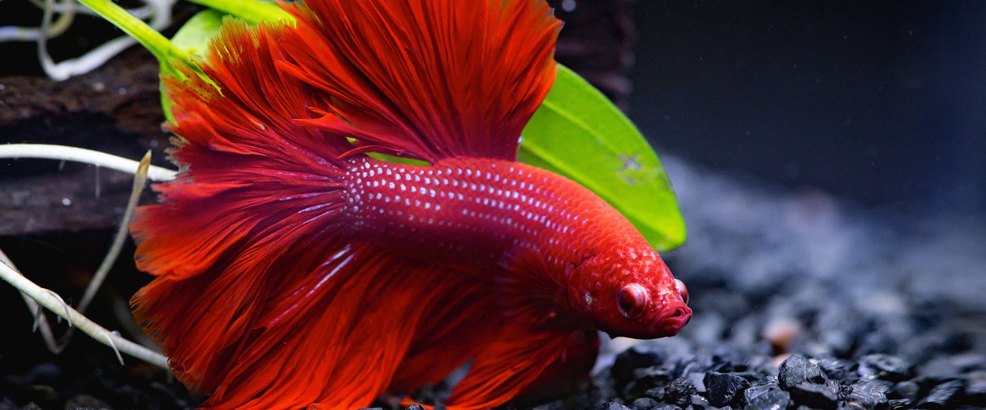A red betta fish swimming in a tank