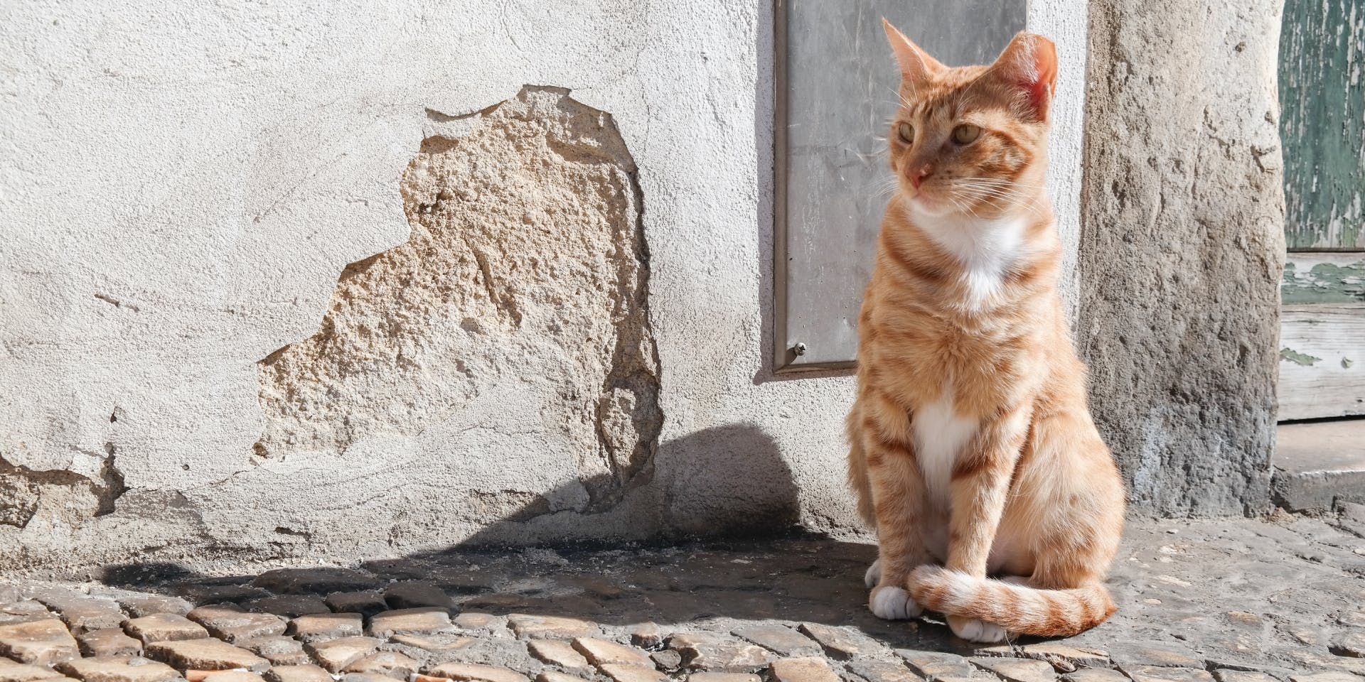 An orange cat on a cobbled street in the sun.