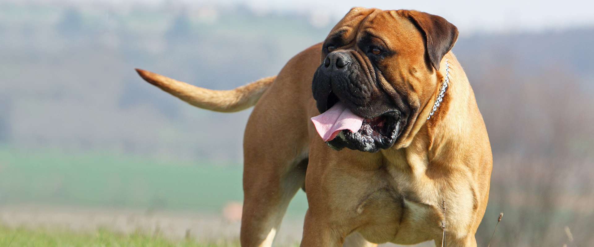 A Mastiff dog