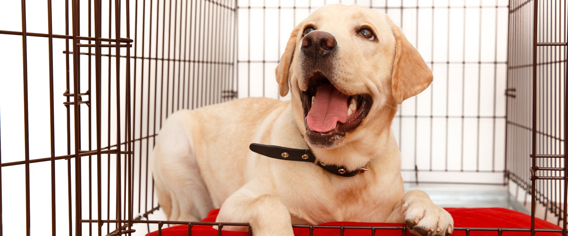 a dog crate with a removable tray with a large Labrador sitting inside