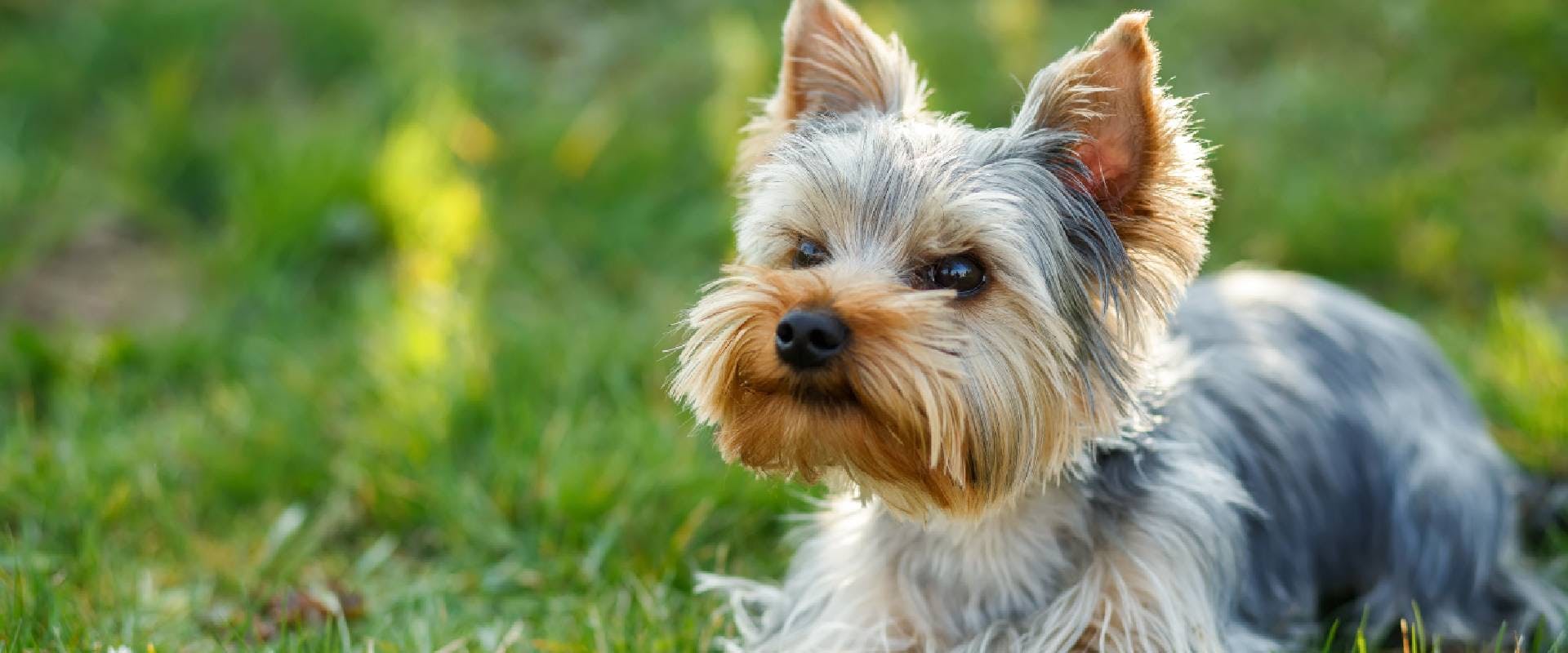 Yorkshire Terrier - a descendent of the Paisley Terrier