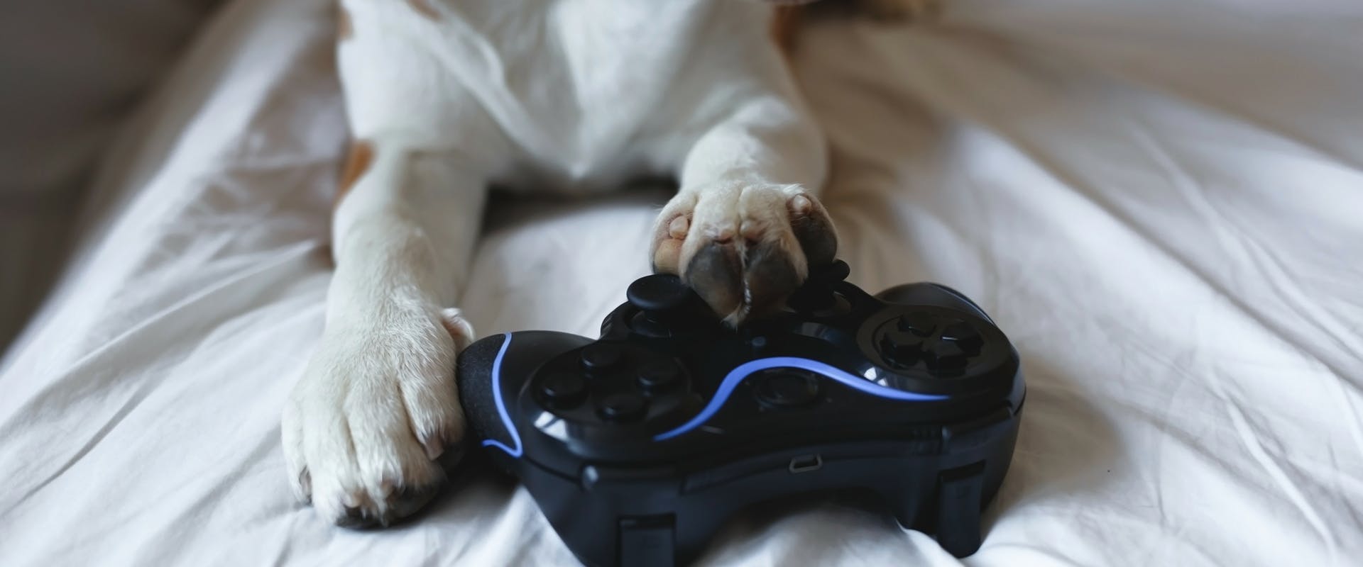 A dog with its paw on a games controller 