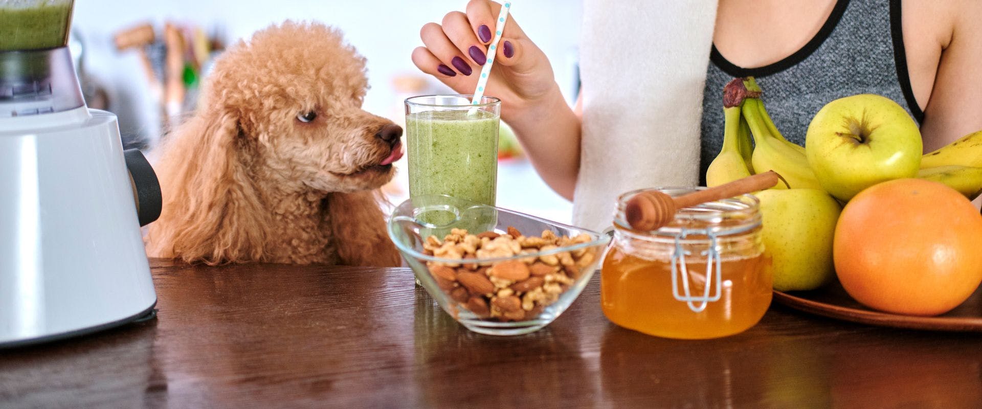 Poodle sat with woman drinking a smoothie