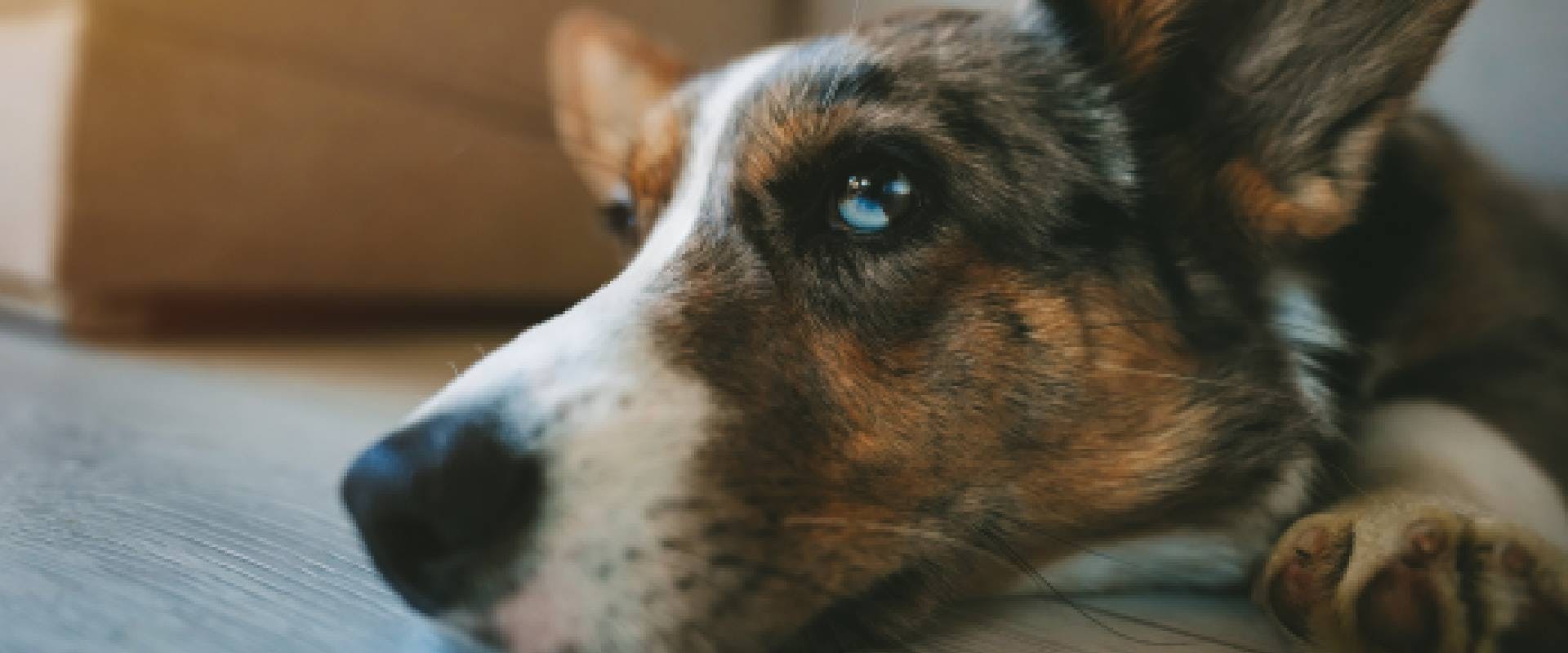 Close-up of a Cowboy Corgi dog