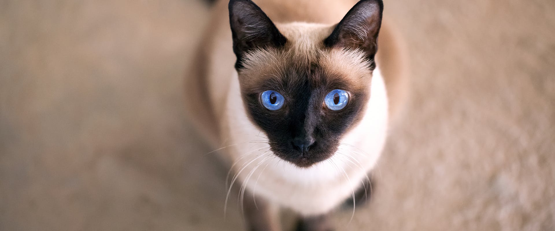 A friendly and affectionate Siamese cat from above