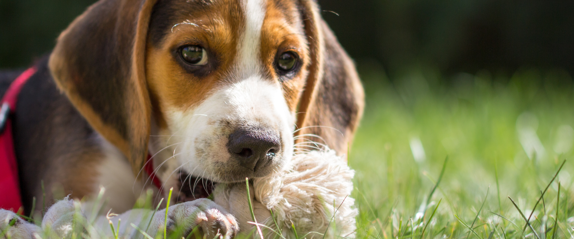 A puppy chews on a rope dog toy. 