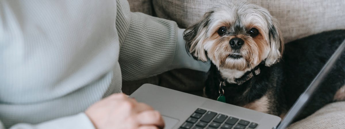 Small dog on a sofa, next to a person using a laptop