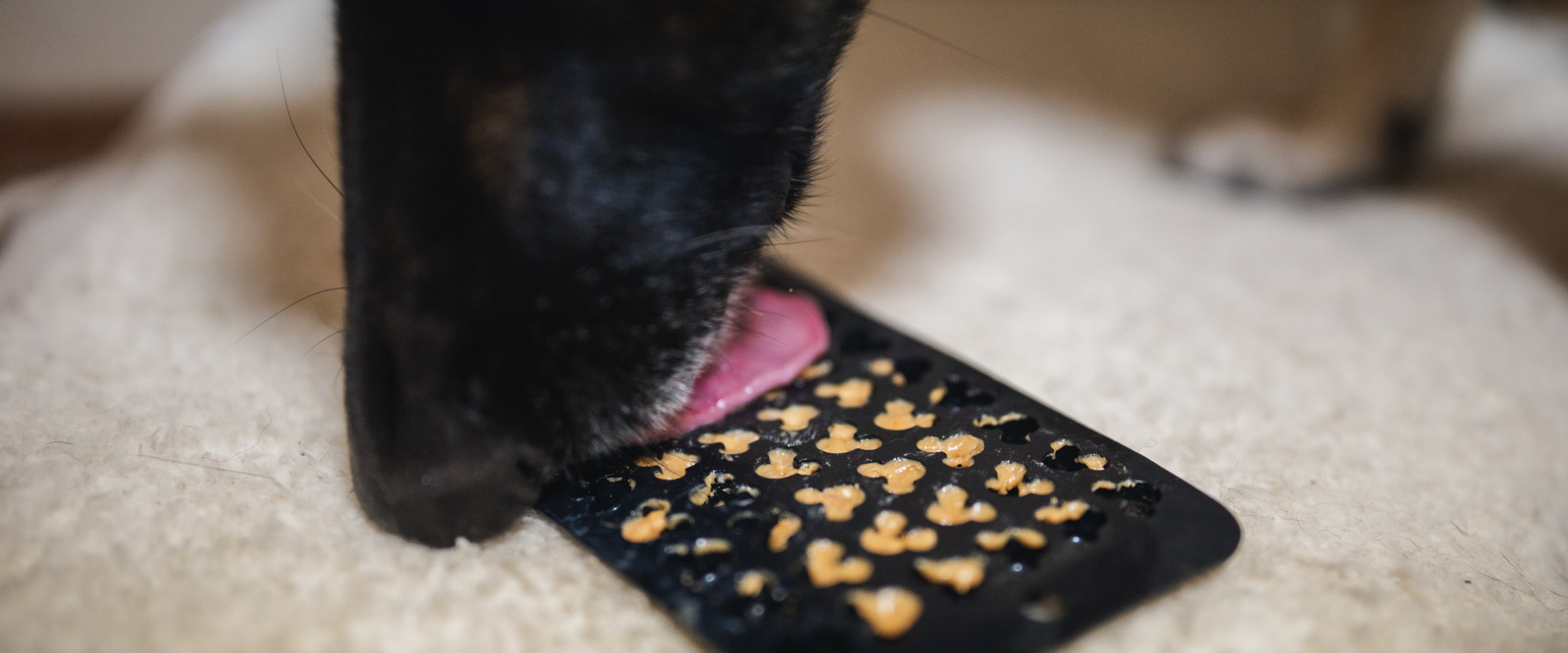 Can Dogs Eat Peanut Butter?