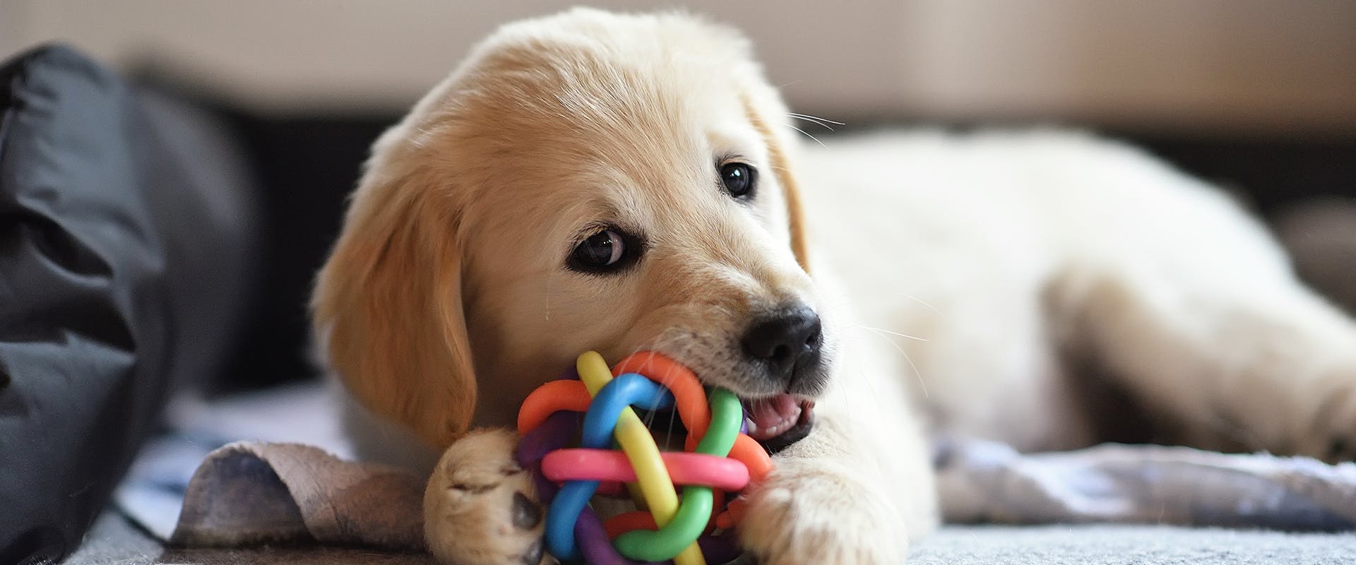 A small Golden Retriever puppy chewing on a chew toy