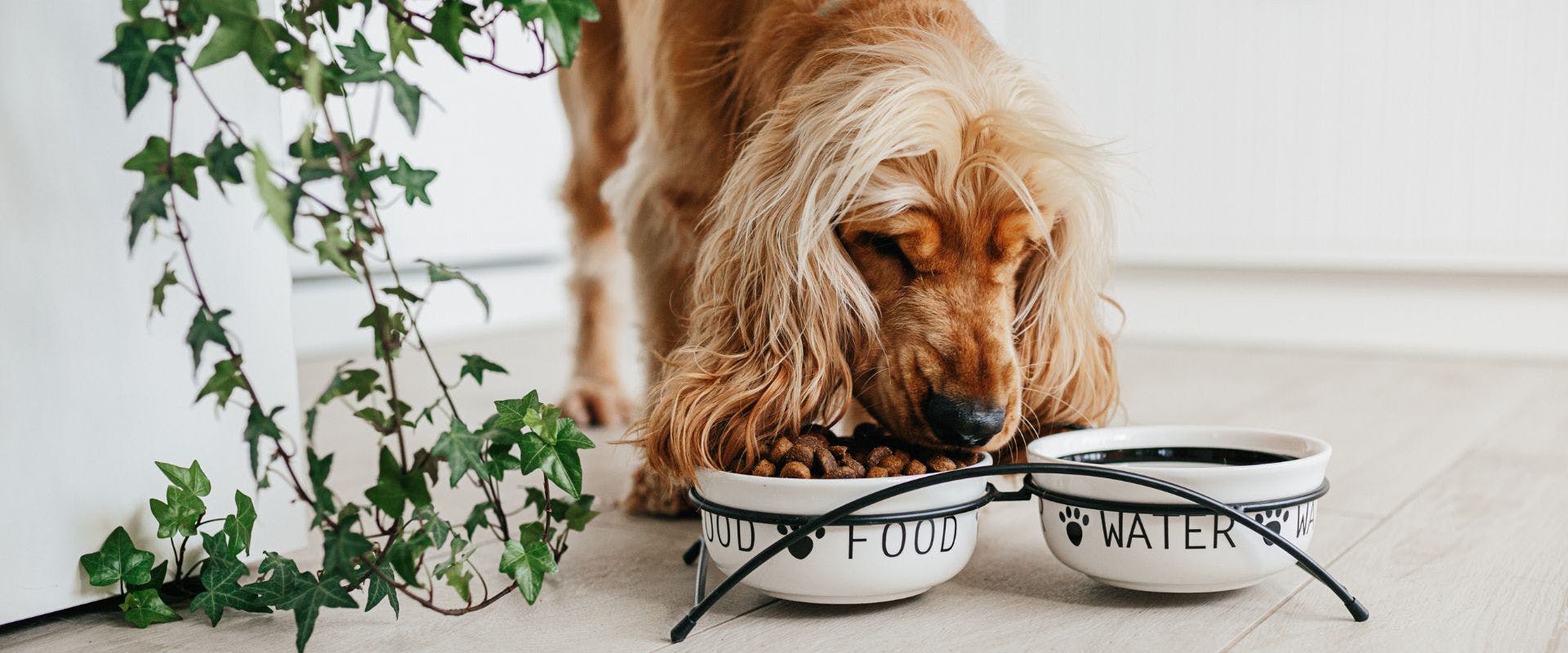 Spaniel dog eating from bowl