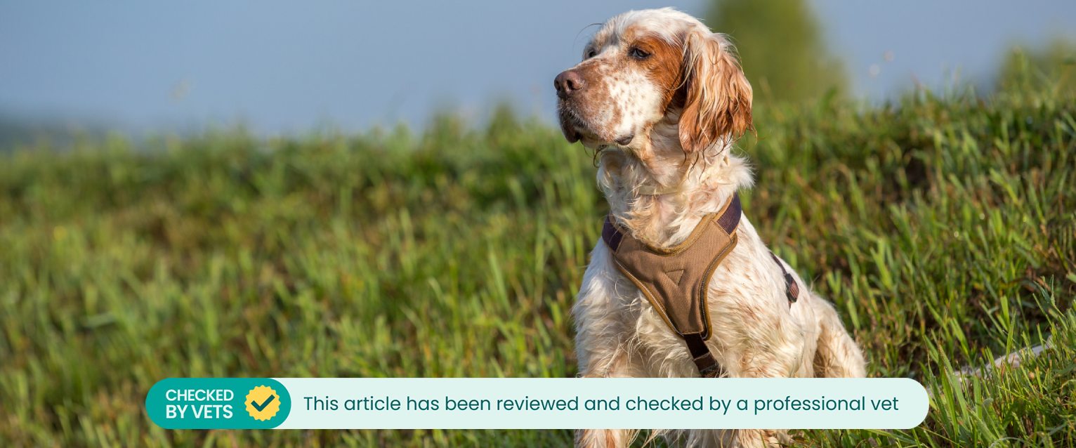 A dog wearing a harness sits in some grass.