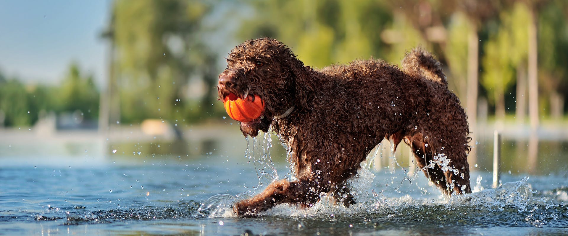 A dog with a ball in its mouth walking through a lake