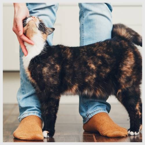 A tortoise shell cat being stroked near a cat sitters legs.