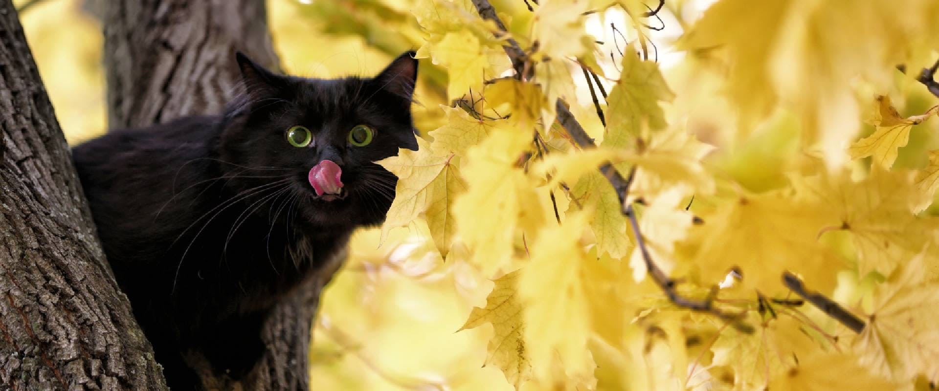 Black cat up an autumnal tree