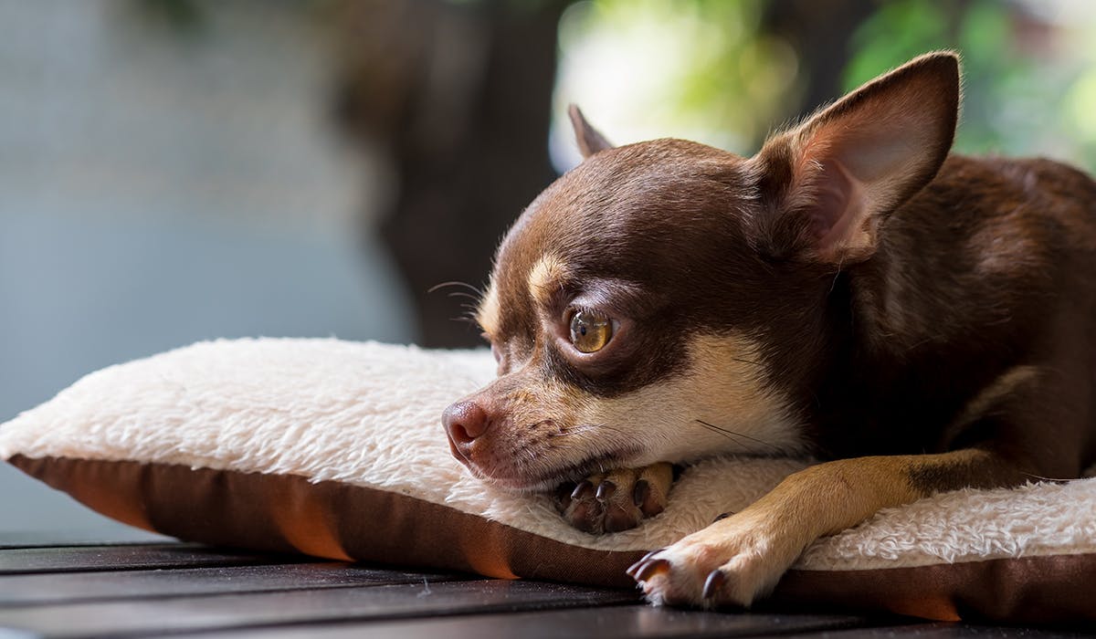 A small brown Chihuahua resting its head and body on a fluffy white cushion