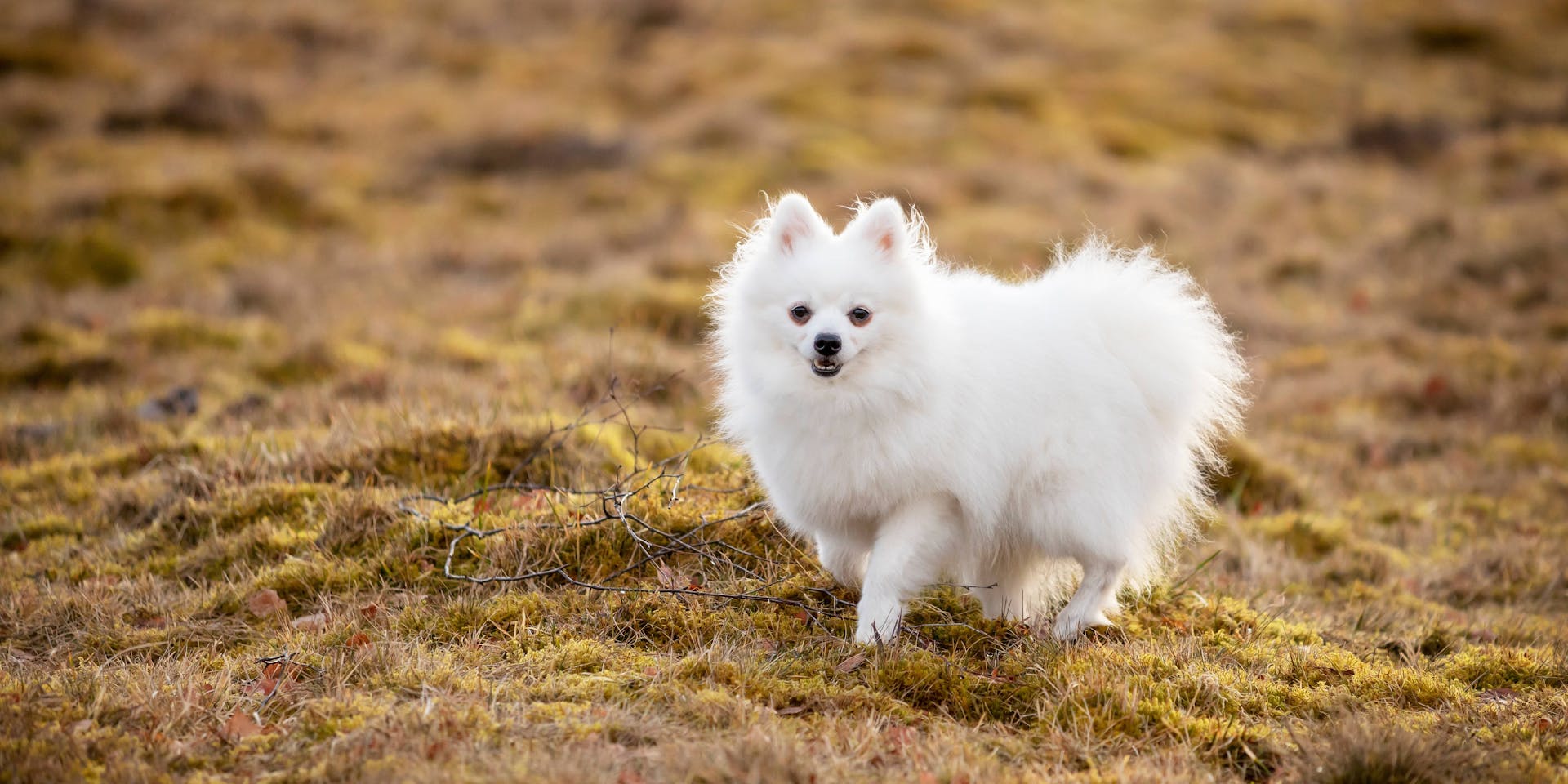 A white dog walking on a field.