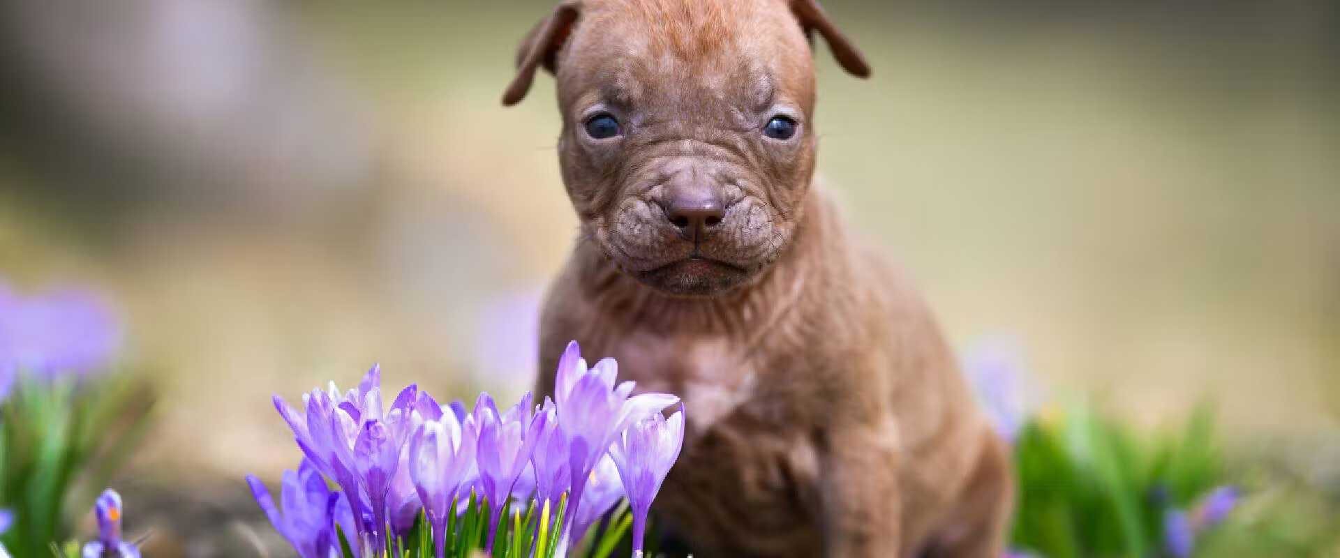 Puppy with crocus flowers