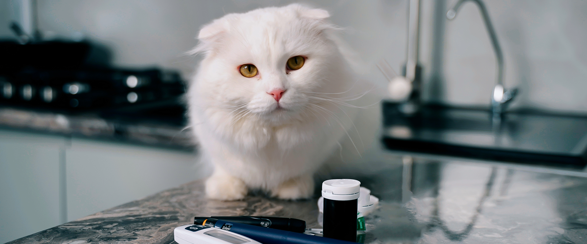 The Best Cat DNA Tests on the Market Today | TrustedHousesitters.com