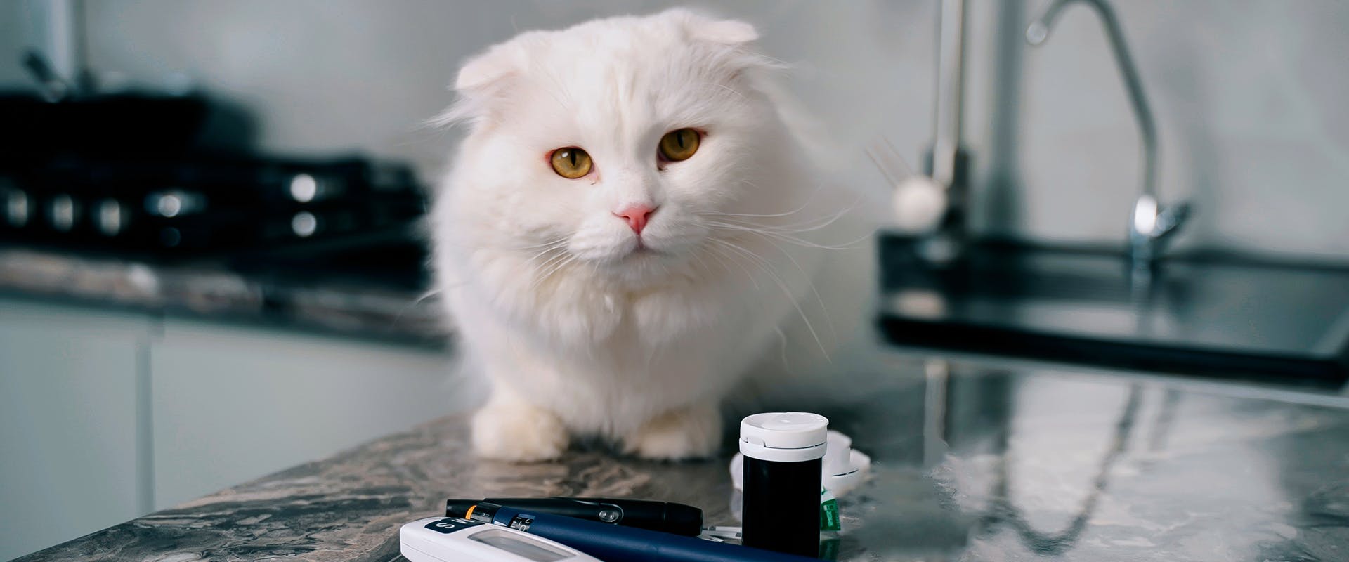 A cat perching on a kitchen worktop, a cat dna test laid out in front of it