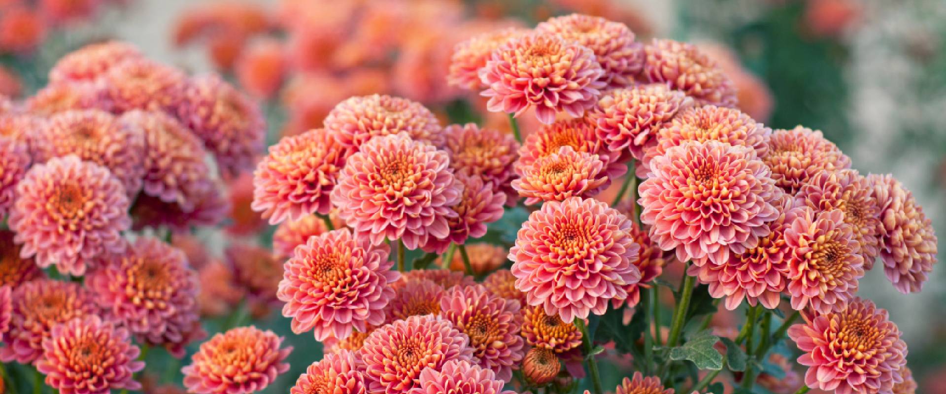 Are Chrysanthemums Toxic to Dogs?