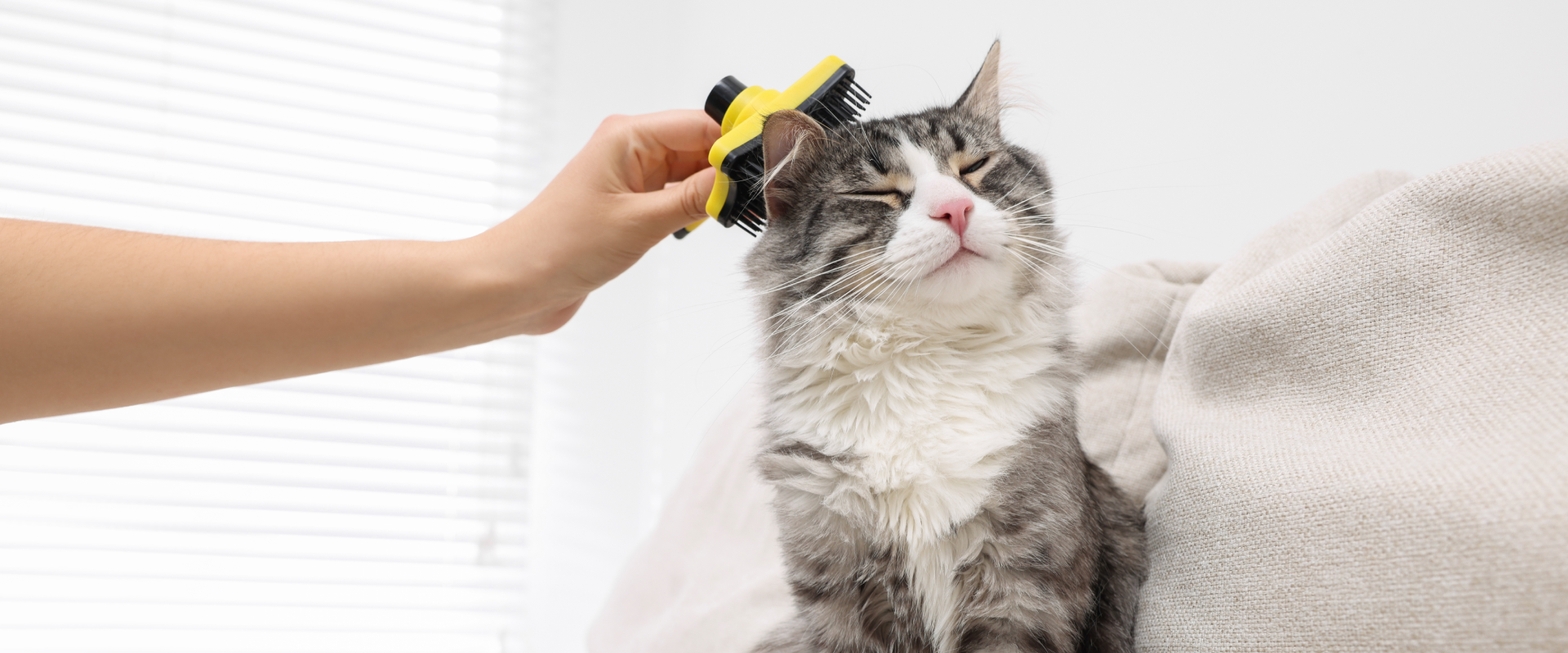 Why is my Cat Shedding so Much?