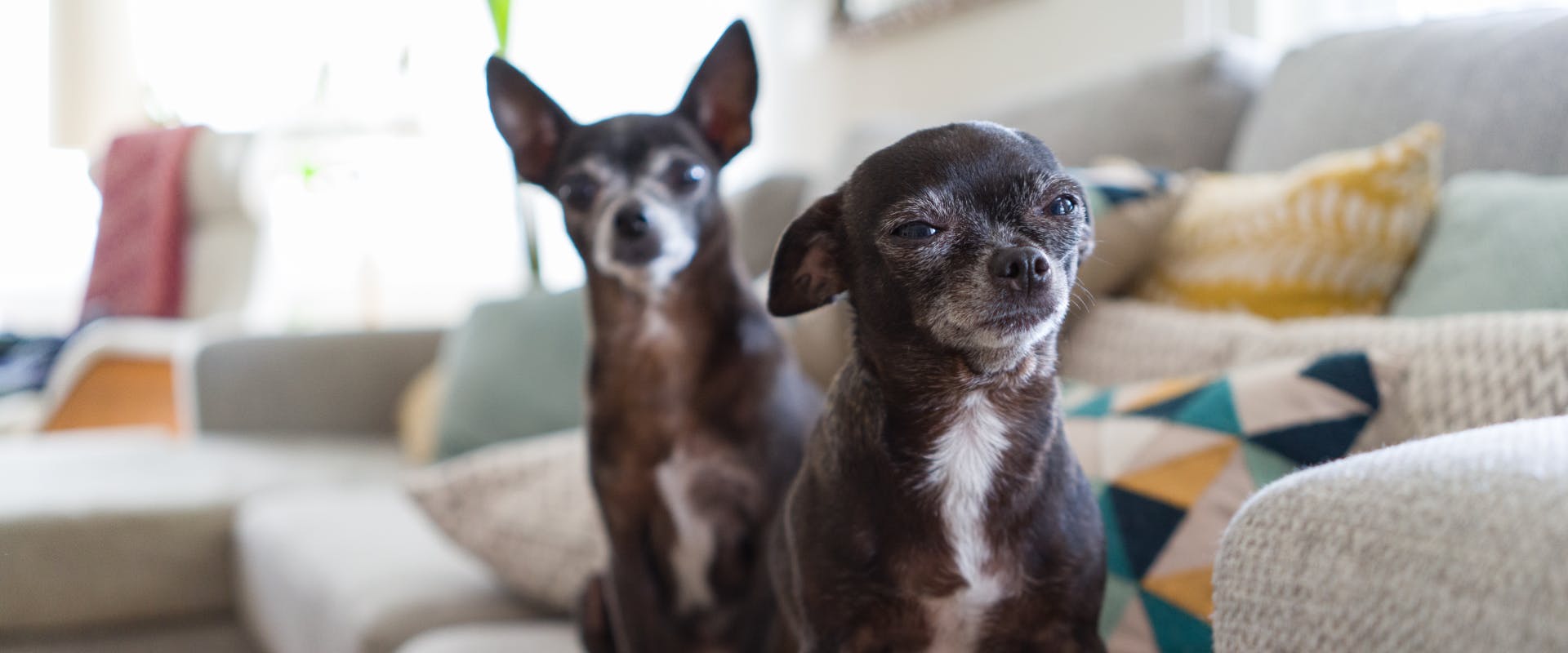 two small elderly dogs sitting on a gray couch