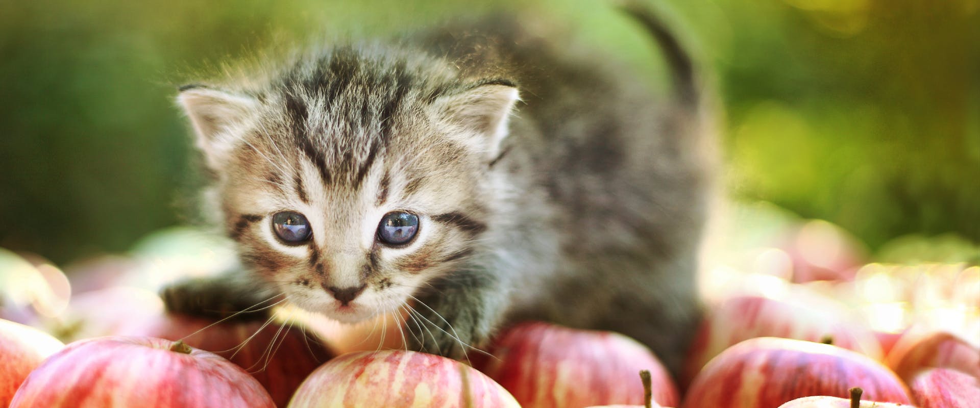 tabby kitten sat on a pile of apples