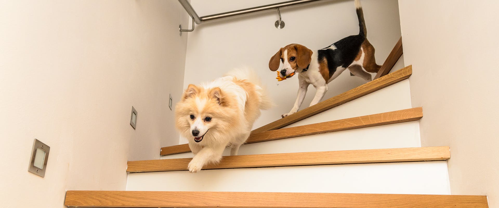 Two dogs with zoomies running down the stairs