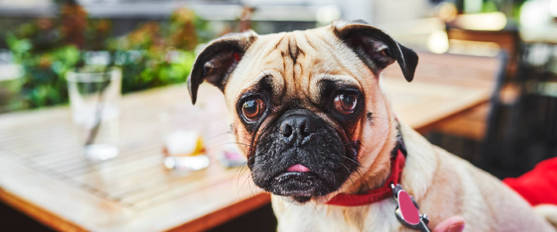 DogFriendly Bars Seattle