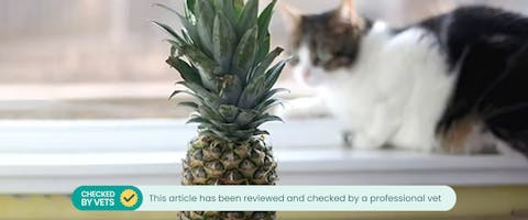 A pineapple on a table, a cat blurred out in the background sitting on a windowsill