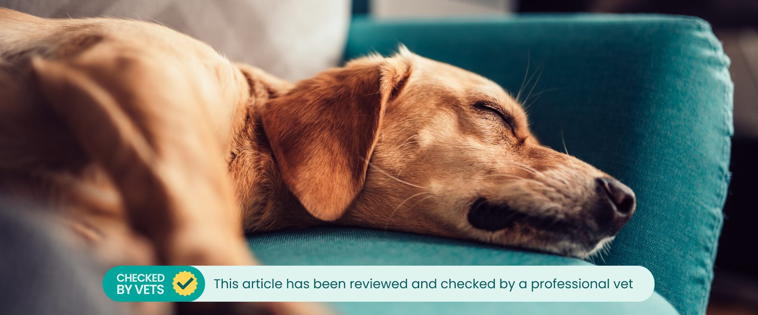 A brown dachshund puppy sleeping on a teal green sofa