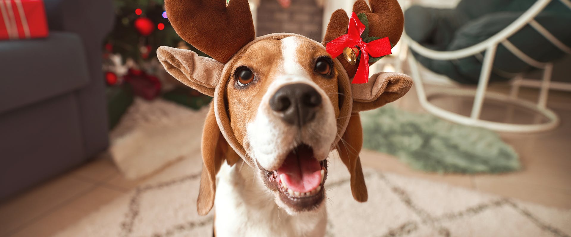 A happy dog wearing a reindeer headband