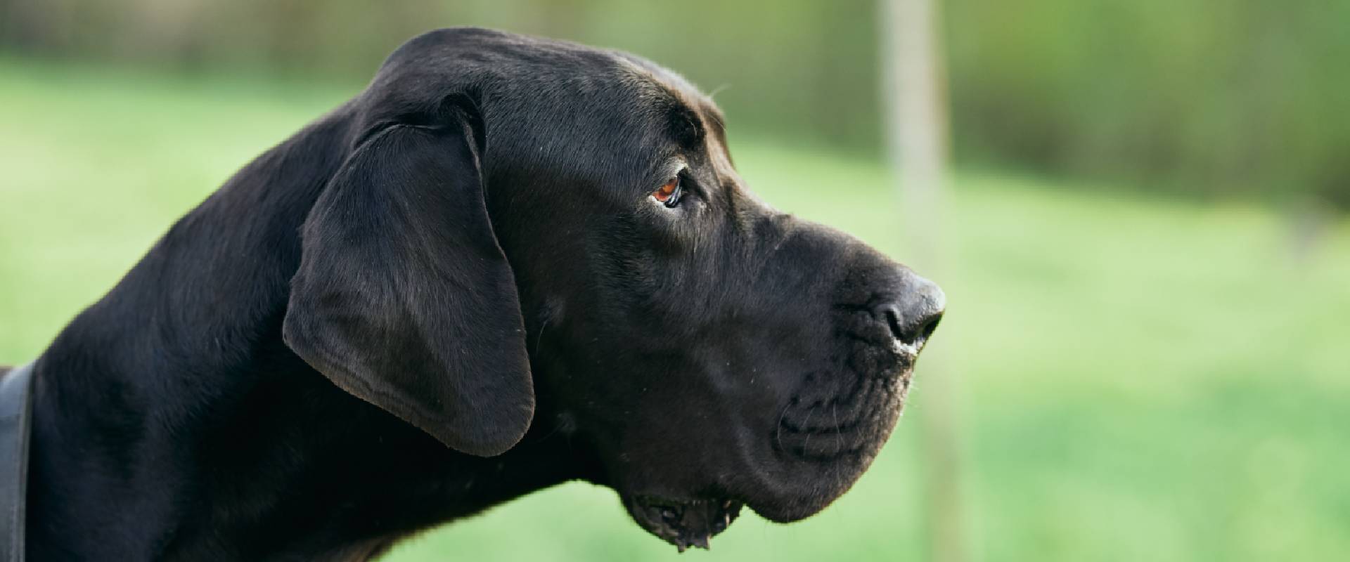 Black Dog Names | TrustedHousesitters.com