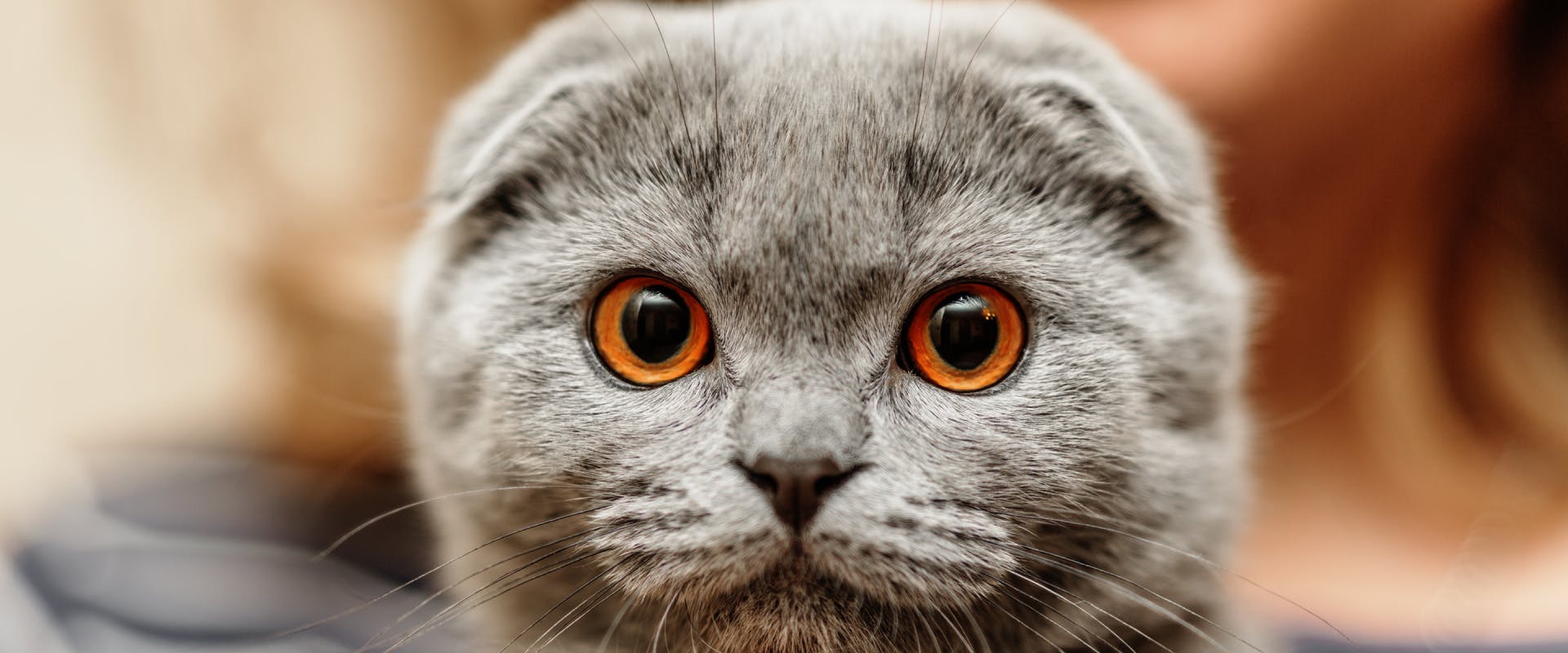 gray scottish fold cat with orange eyes