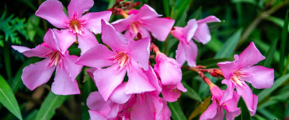 Oleander Tree Poisonous To Dogs Atelier yuwa ciao jp oleander-tree-poisonous-to-dogs-atelier-yuwa-ciao-jp
