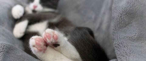 Cat toe beans on display.