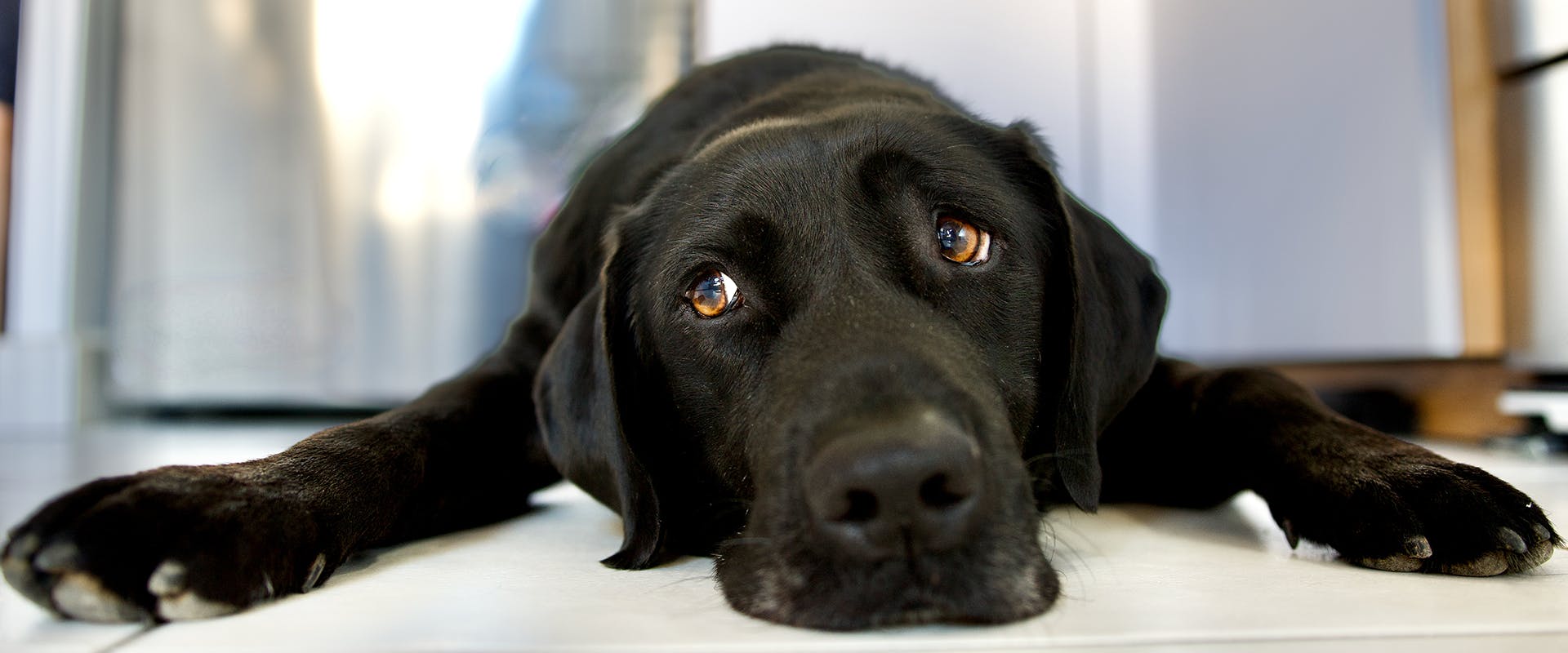 can therapy dogs sense sadness