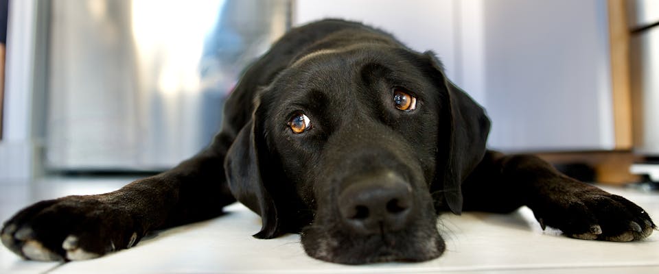 Do Dogs Get Sad? How to Help Your Downhearted Dog 