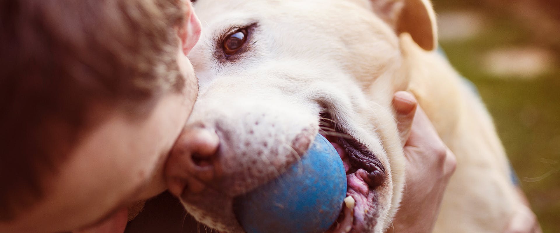 How to show your dog you love them: a happy looking dog cuddling up to a person, with a blue ball in his mouth