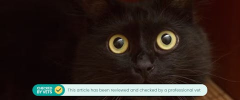 A black cat looks up with dilated pupils