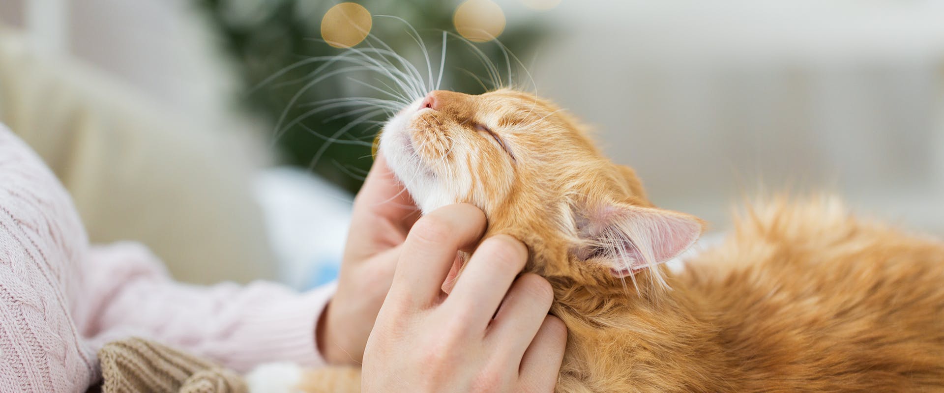 A person stroking a cat's chin