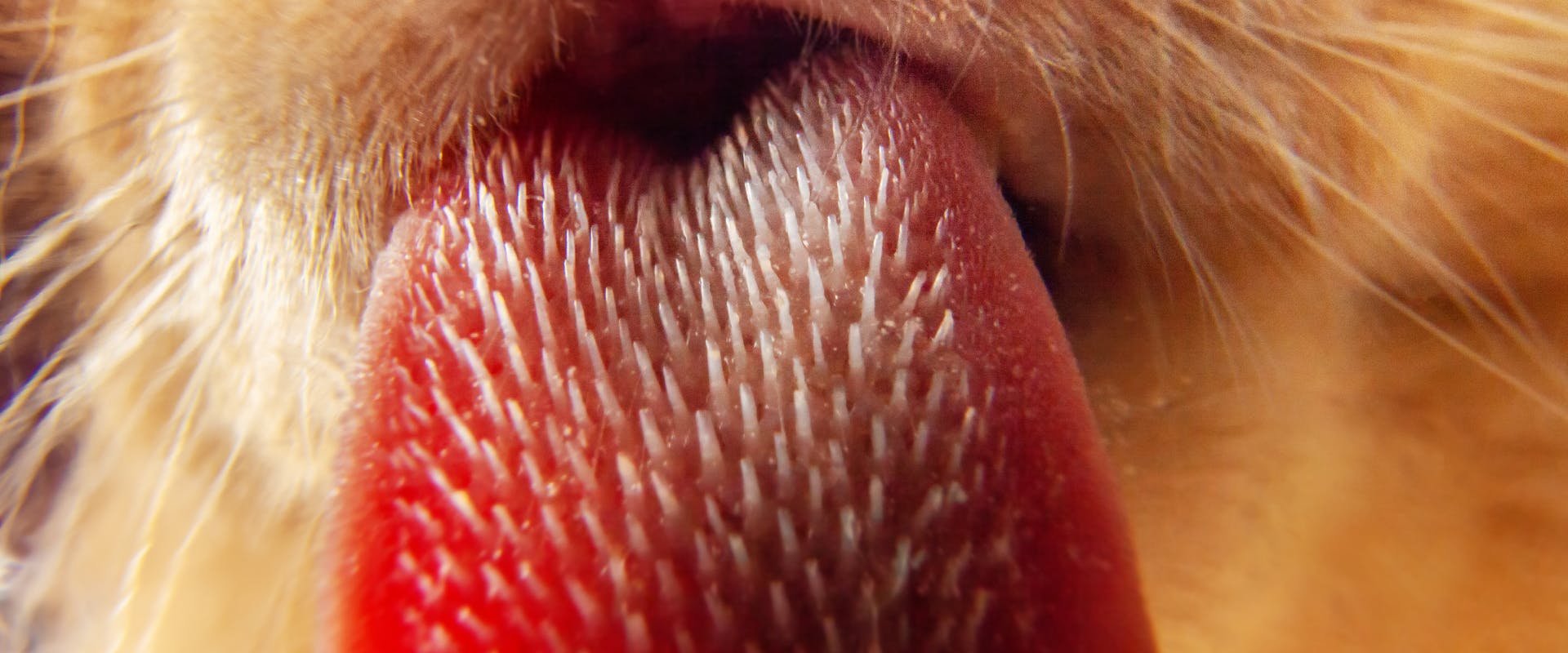 A close up of a cat's tongue.